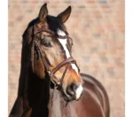 Uzda Kavalkade Everyday.