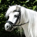 Pony uzda HKM Mini Shetty