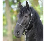 Oglavka Kavalkade Tessa - slika 9