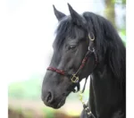 Oglavka Kavalkade Tessa - slika 6