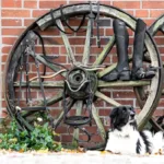 Gamaše Kavalkade Cortica Vegan - slika 8