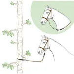 Povodec Norton Rando - slika 3