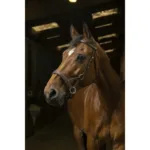 Side Pull uzda Norton Pro Confort - slika 3