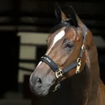 Oglavka za konja Back On Track Werano