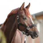 Ular Kavalkade Classic Simple - slika 4