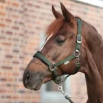 Ular Kavalkade Classic Simple - slika 2