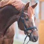 Uzda Kavalkade Everness - slika 2