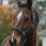 Oglavka za konja E-T Spring - slika 11