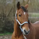 Oglavka za konja E-T Spring - slika 12