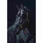 Oglavka za konja HKM Gold - slika 2