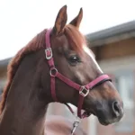 Ular Kavalkade Classic Simple - slika 3