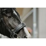 Uzda lonžirna Norton Wide - slika 4