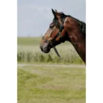 Oglavka Norton Educatif